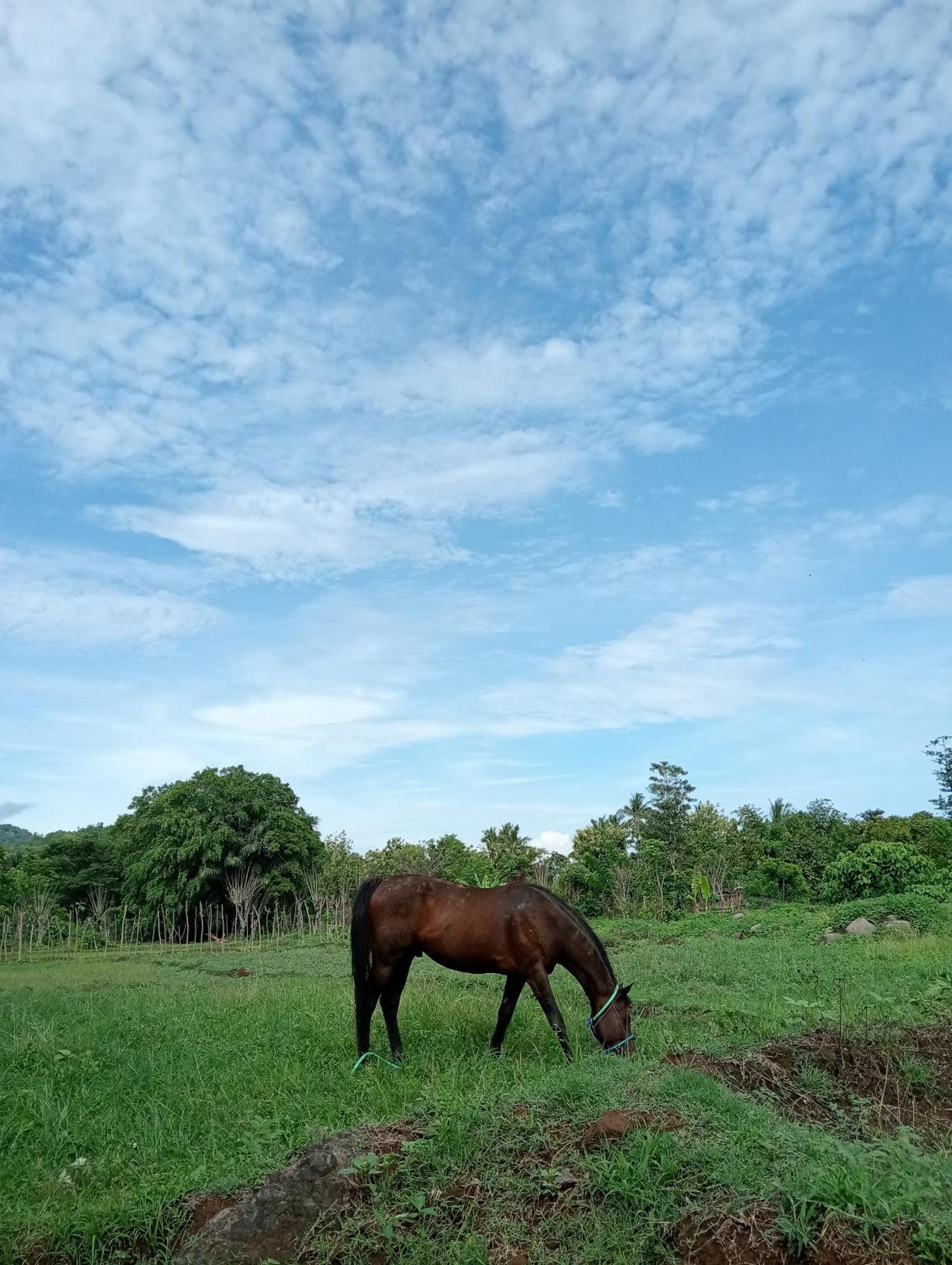 Tiu Batu Homestay Alas Luaran gambar
